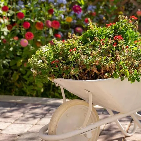 House Fidulic - The Lavender * 鲁巴达