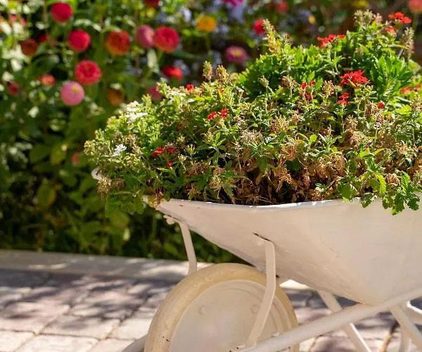 House Fidulic - The Lavender * 鲁巴达